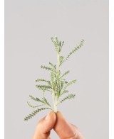 Lampranthus aurantiacus - Uña de León Naranja | Planta Suculenta Tapizante

