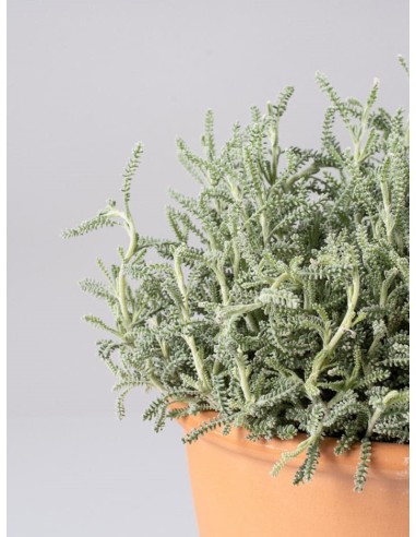 Lampranthus aurantiacus - Uña de León Naranja | Planta Suculenta Tapizante

