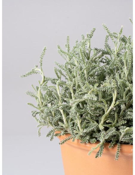 Lampranthus aurantiacus - Uña de León Naranja | Planta Suculenta Tapizante

