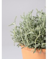 Lampranthus aurantiacus - Uña de León Naranja | Planta Suculenta Tapizante

