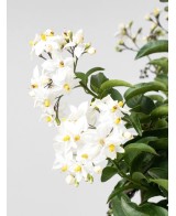 Solanum jasminoides | Falso Jazmín Trepador con Flores Blancas  Endanea Garden

