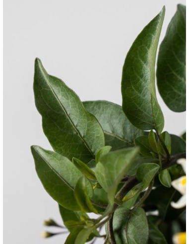 Solanum jasminoides | Falso Jazmín Trepador con Flores Blancas  Endanea Garden

