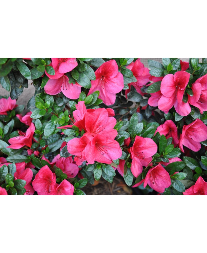 AZALEA INDICA