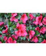 AZALEA INDICA