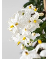 Solanum jasminoides | Falso Jazmín Trepador con Flores Blancas  Endanea Garden

