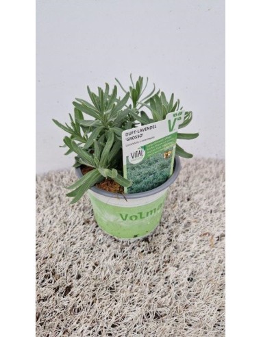 Lavandula x intermedia 'Grosso'  Lavanda Aromática y Resistente | Endanea Garden

