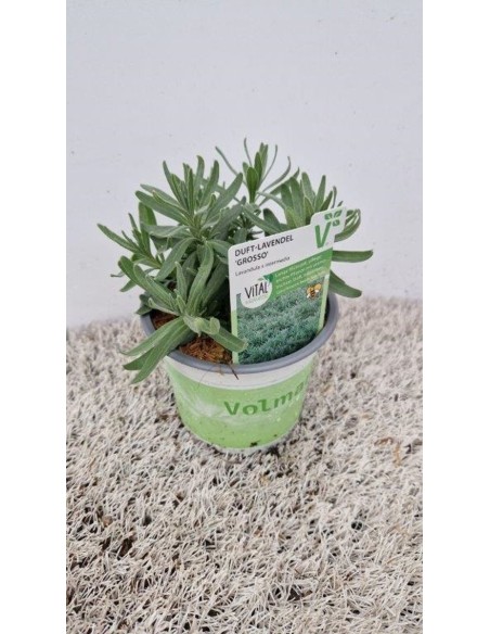 Lavandula x intermedia 'Grosso'  Lavanda Aromática y Resistente | Endanea Garden

