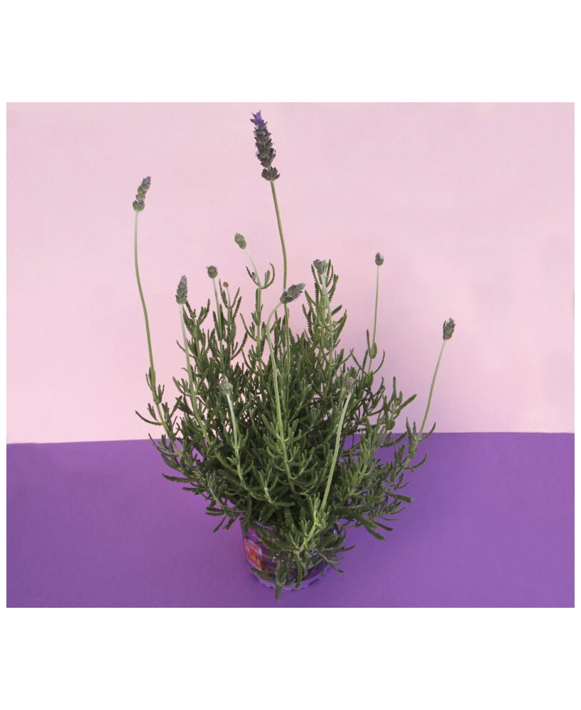 Lavanda Dentata M17 - Planta Aromática Resistente para Jardines | Endanea Garden

