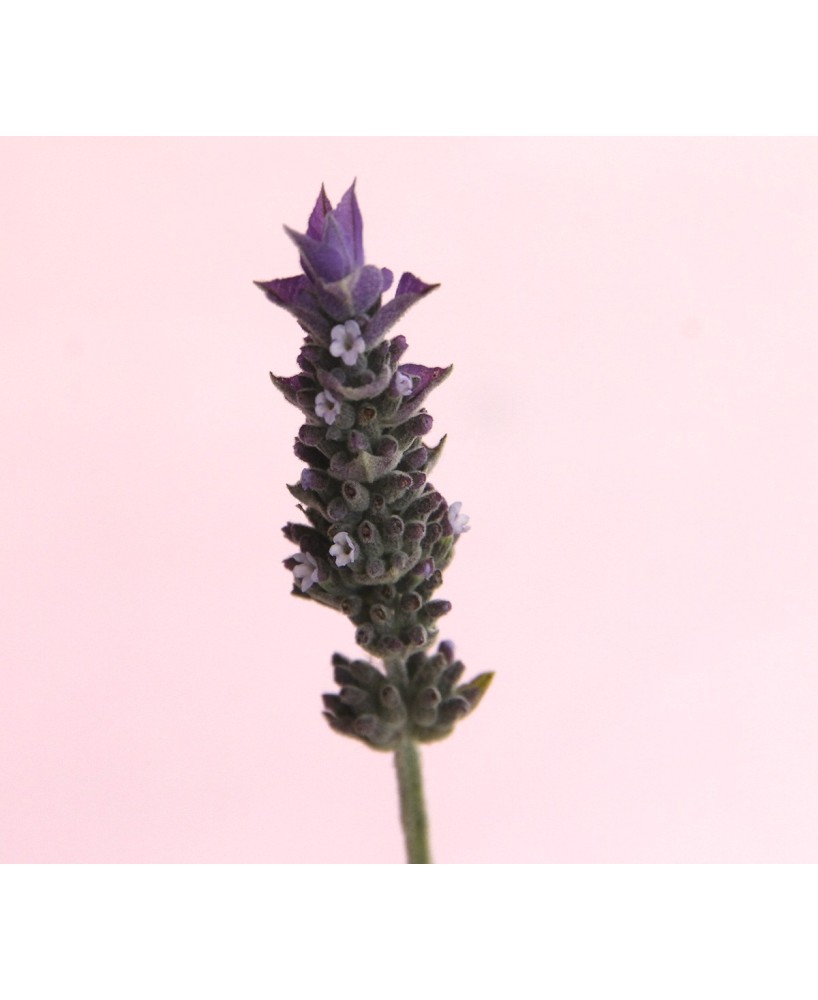 Lavanda Dentata M17 - Planta Aromática Resistente para Jardines | Endanea Garden

