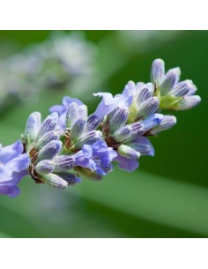 SALVIA OFFICINALIS M 17 2