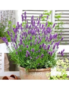 SALVIA OFFICINALIS M 17
