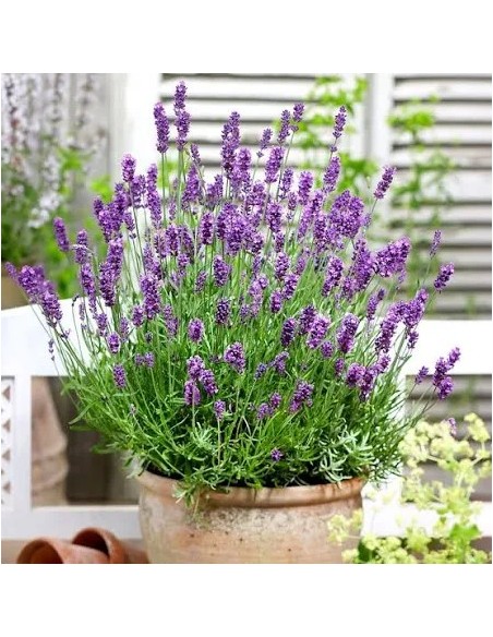 SALVIA OFFICINALIS M 17