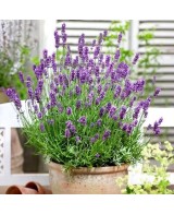 SALVIA OFFICINALIS M 17