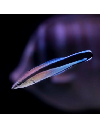 LABROIDES DIMIDIATUS