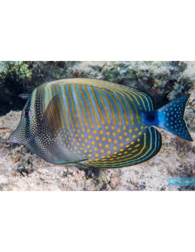 ZEBRASOMA DESJARDINI MALDIVAS M