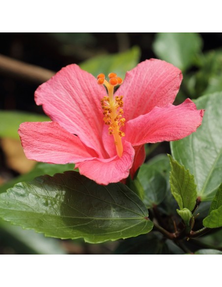 Hibiscus M14 en Maceta 14 cm  Flores Grandes y Vibrantes | Endanea Garden

