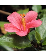 Hibiscus M14 en Maceta 14 cm  Flores Grandes y Vibrantes | Endanea Garden

