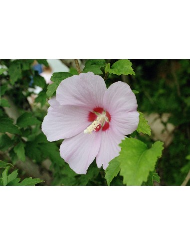 Hibiscus M14 en Maceta 14 cm  Flores Grandes y Vibrantes | Endanea Garden

