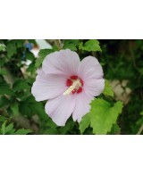 Hibiscus M14 en Maceta 14 cm  Flores Grandes y Vibrantes | Endanea Garden


