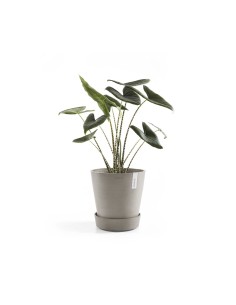 Jardinera con ruedas SAUCER WHEELS 40 TAUPE | Diseño elegante | Endanea Garden

 2