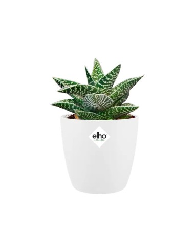 MACETA BRUSSELS  REDONDA  MINI 9.5CM BLANCO