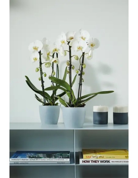 Maceta Bruss Redondo Blanca 14cm  Diseño Elegante y Funcional para tu Jardín y Hogar | Endanea Garden

