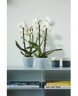 Maceta Bruss Redondo Blanca 14cm  Diseño Elegante y Funcional para tu Jardín y Hogar | Endanea Garden

