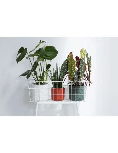 MACETA  B. FOR SOFT REDONDO 18CM VERDE