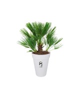 Maceta Urban Redonda Alta 42cm Blanca | Ideal para Plantas Grandes | Endanea Garden