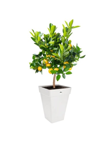 MACETA LOFT CUADRADA ALTA 30CM  BLANCO