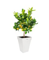 MACETA LOFT CUADRADA ALTA 30CM  BLANCO