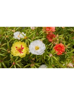 Portulaca en Cuenco  Flores Vibrantes y Resistencia para Jardín y Terraza

 2