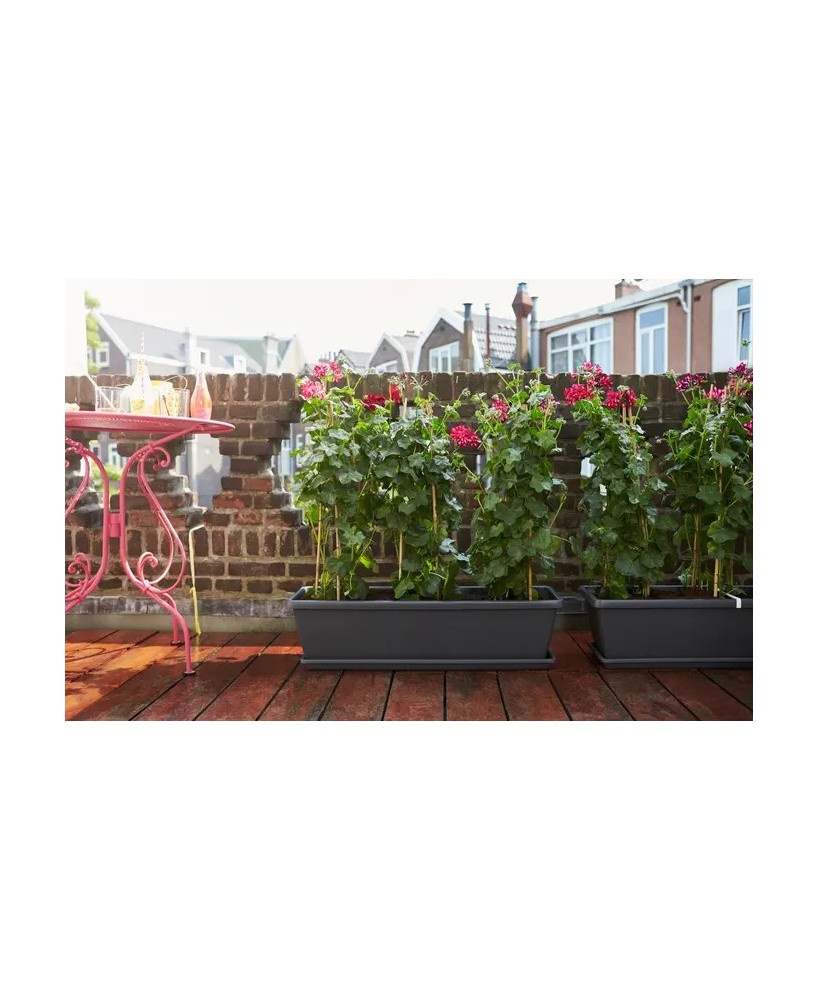 Plato Barna XL 60 cm Antracita | Endanea Garden

