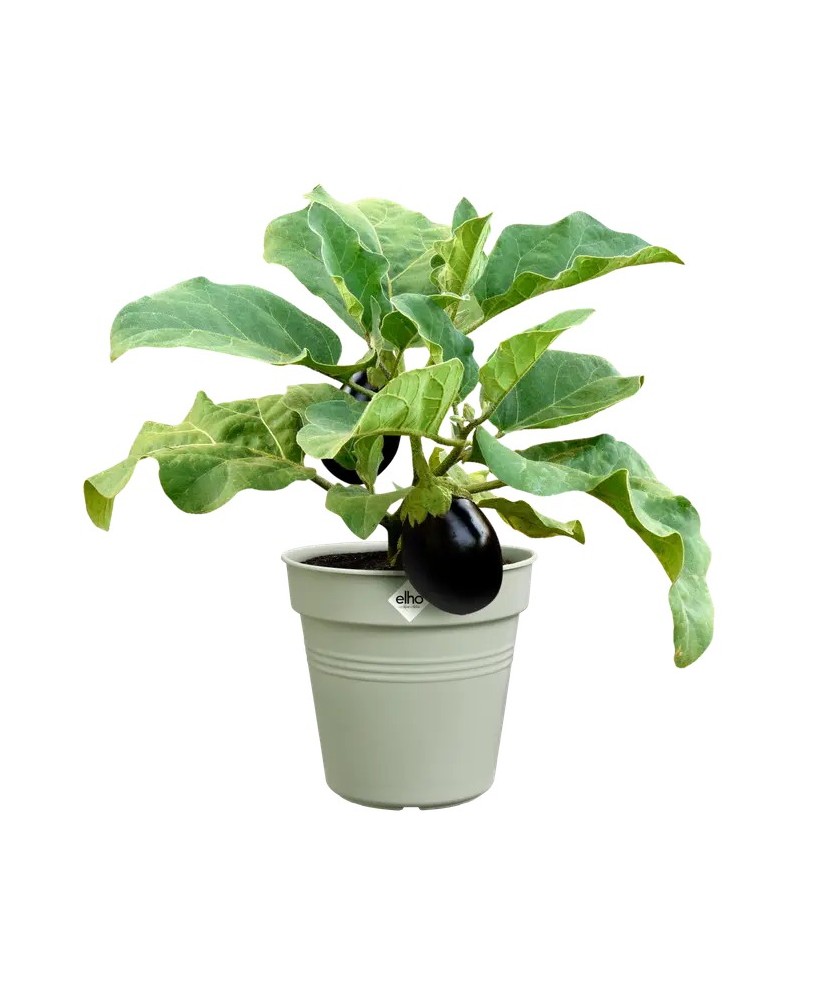 Maceta GB Growpot Stone Green 30 cm | Elegante y Duradera para Tu Jardín | Endanea Garden

