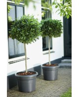 Maceta G.B. Cilindro 45 cm Negro - Maceta Moderna y Resistente para Jardín y Terraza | Endanea Garden

