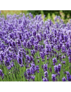 Lavanda M13 Aromática y Resistente  Flores Púrpuras para Jardín y Terraza

 2