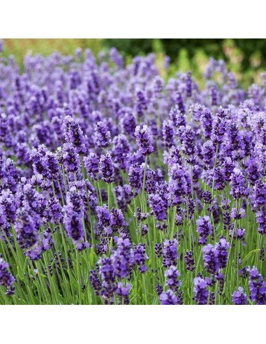 Lavanda M13 Aromática y Resistente  Flores Púrpuras para Jardín y Terraza

