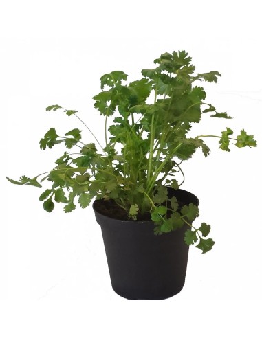 Cilantro M10.5  Planta Aromática Fresca y Fácil de Cultivar | Endanea Garden

