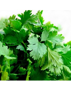 Cilantro M10.5  Planta Aromática Fresca y Fácil de Cultivar | Endanea Garden

 2