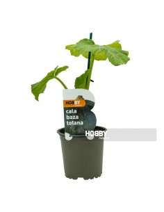 CALABAZA TOTANA PACK 1