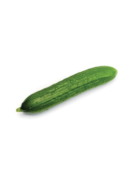 PEPINO HOLANDES PACK 1