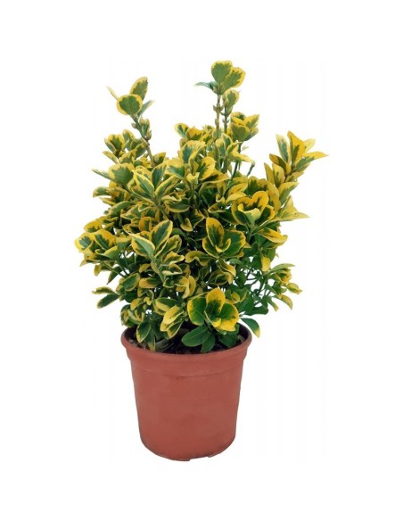 Evonimus Aurea - Planta Resistente con Follaje Dorado para Jardines

