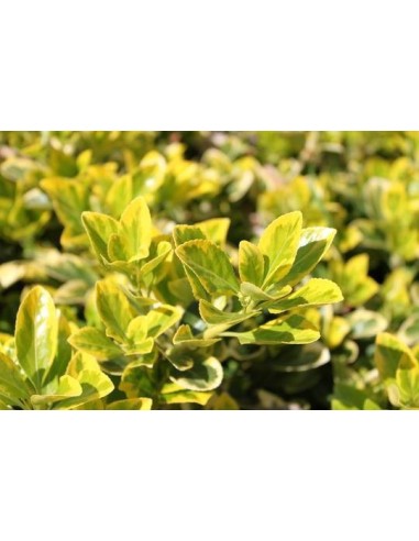 Evonimus Aurea - Planta Resistente con Follaje Dorado para Jardines

