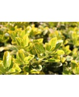 Evonimus Aurea - Planta Resistente con Follaje Dorado para Jardines

