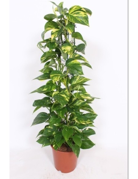 Epipremnum pinnatum Aureum Column Pothos dorado planta interior purificadora Endanea Garden

