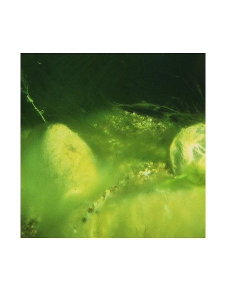 ALGOPOND FORTE 500ML