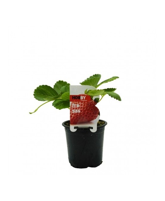 FRESAS  PACK 1