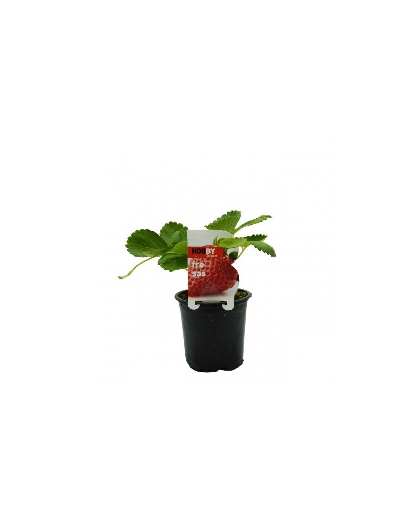 FRESAS  PACK 1