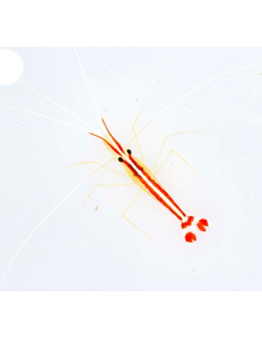 LYSMATA AMBOINENSIS  S/M