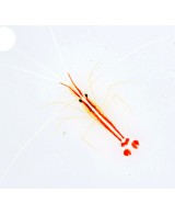 LYSMATA AMBOINENSIS  S/M